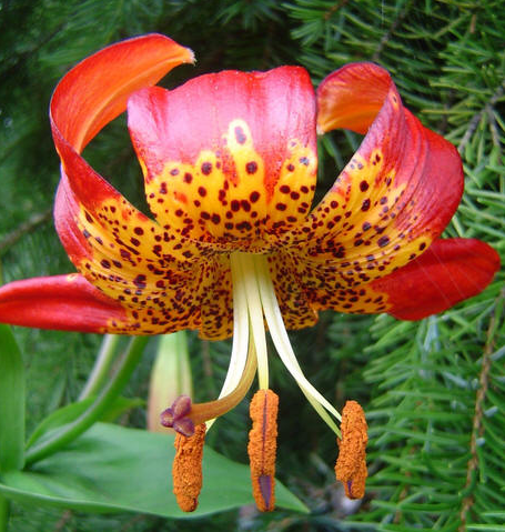 Lilium pardalinum