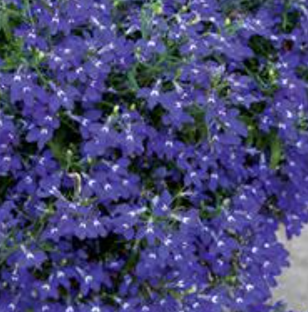 Lobelia erinus 'Hot Royal Blue'