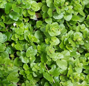 Clinopodium (Satureja) douglasii  'Indian Mint'