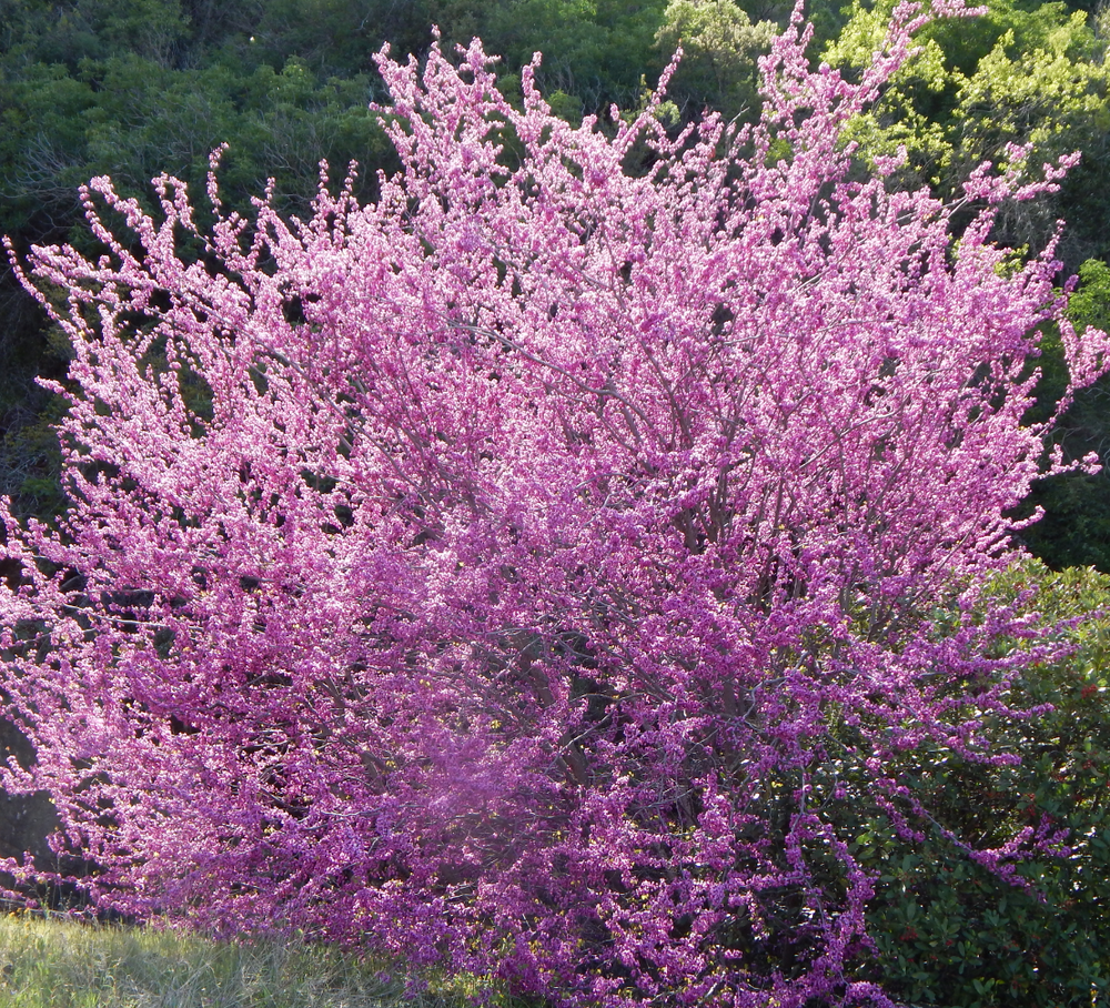 Cercis occidentalis