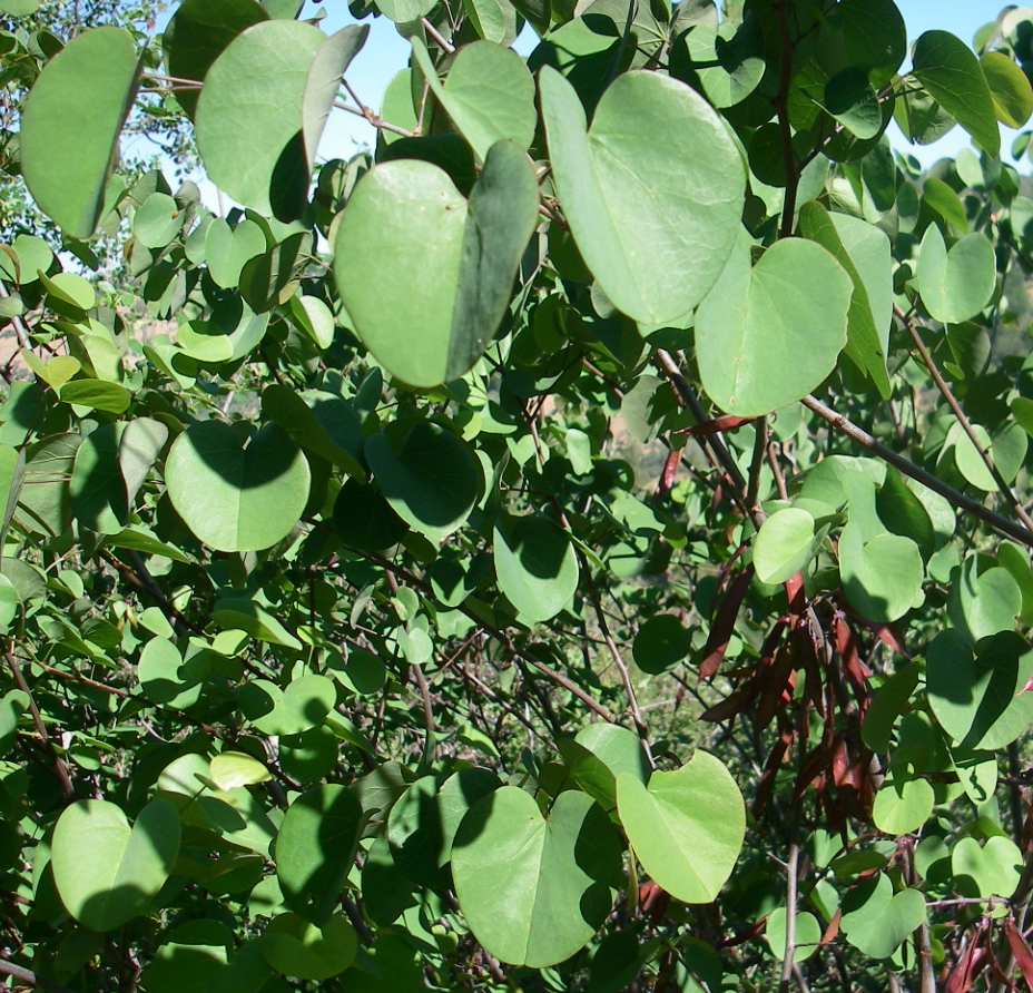 Cercis occidentalis