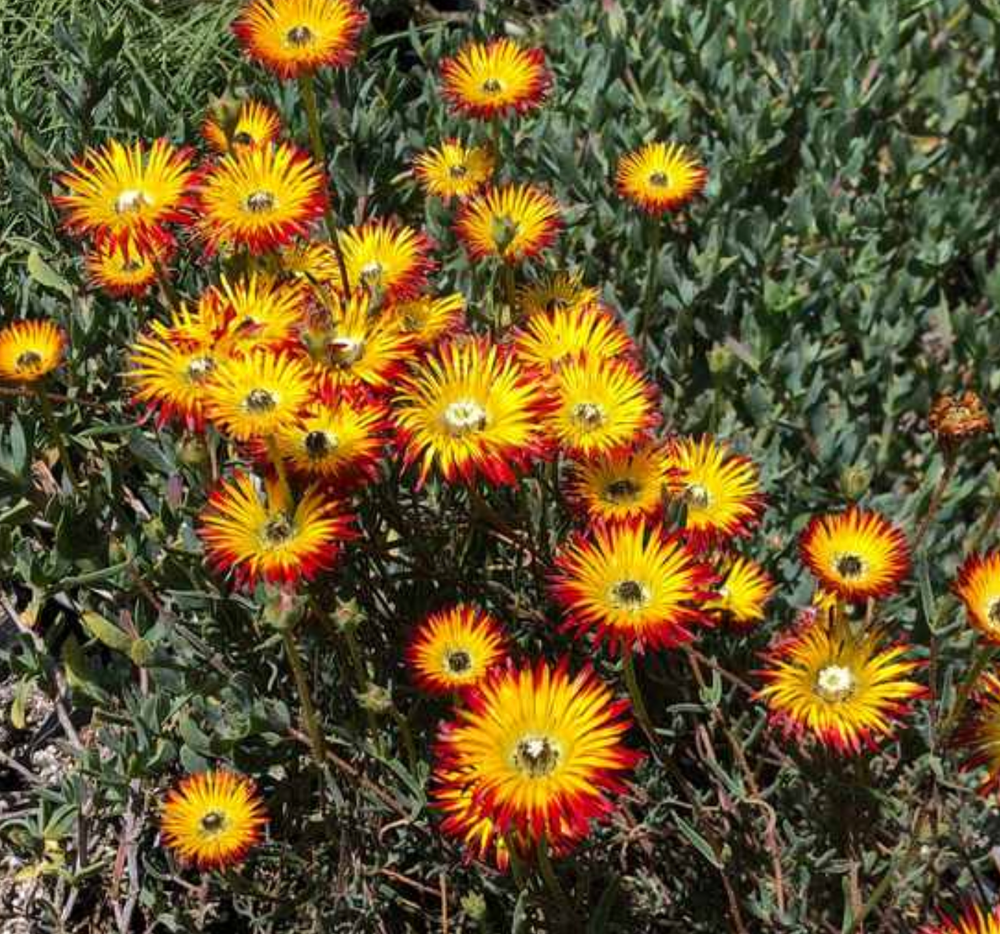 Drosanthemum micans