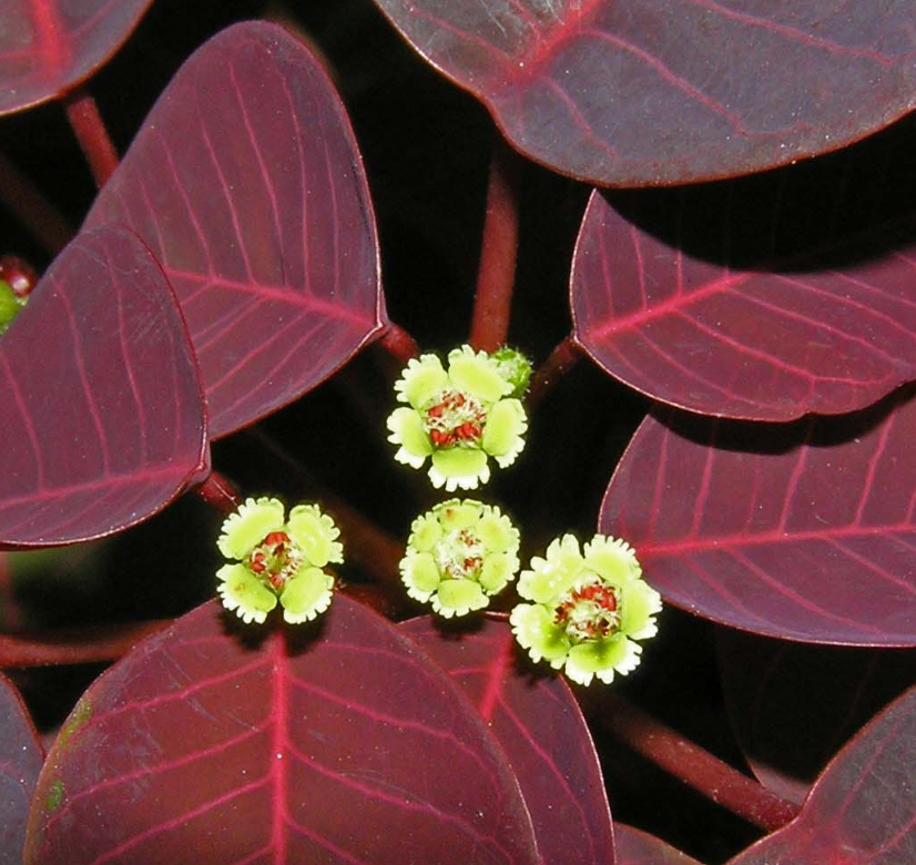 Euphorbia cotinifolia