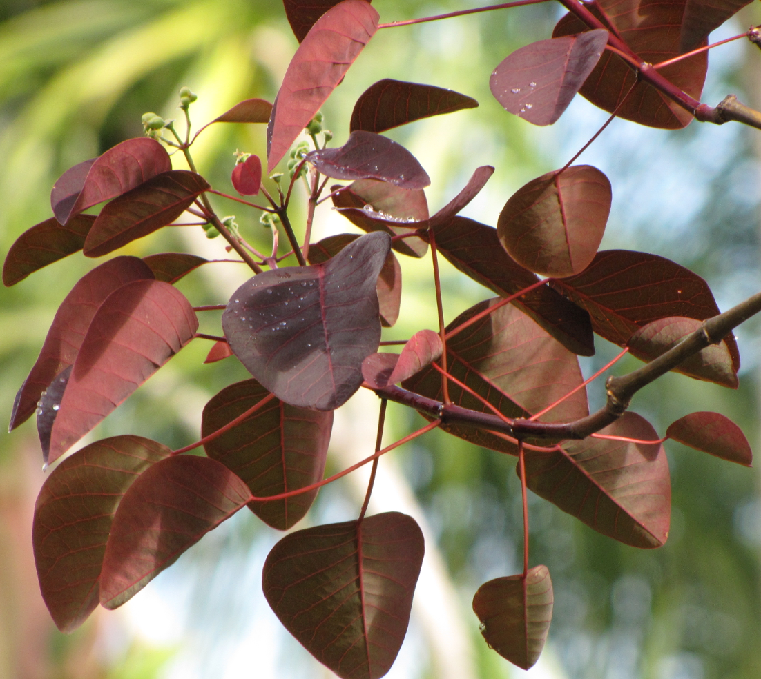 Euphorbia cotinifolia