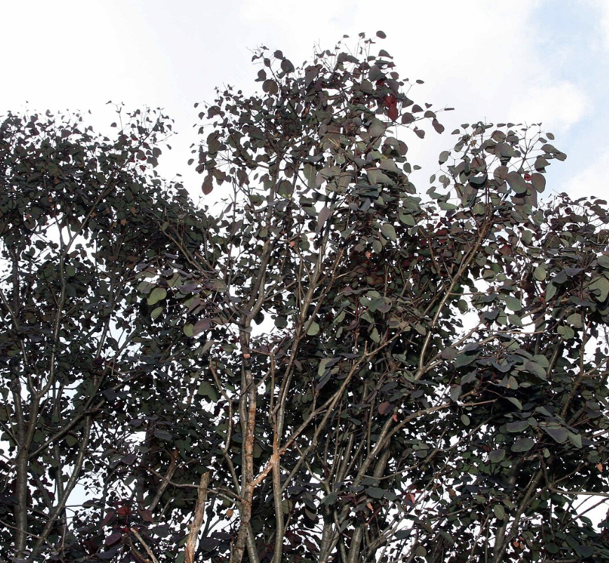 Euphorbia cotinifolia