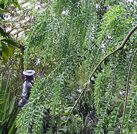 Acacia vestita