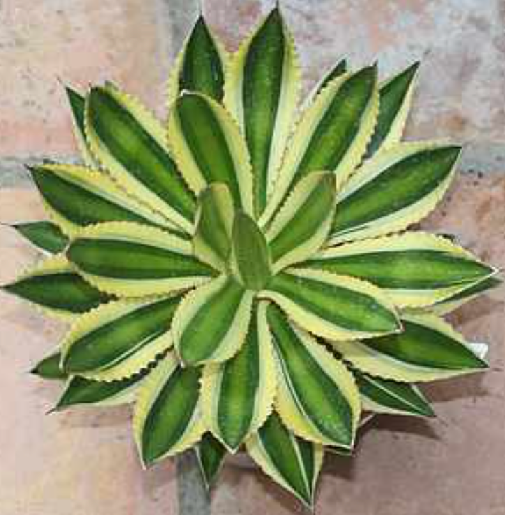 Agave lophantha 'Quadricolor'