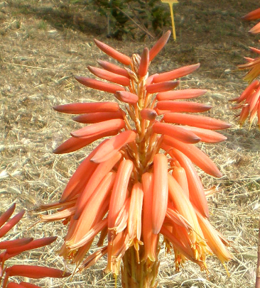 aloe vera plant with orange flower Aloe x nobilis – Heron's Head Nursery