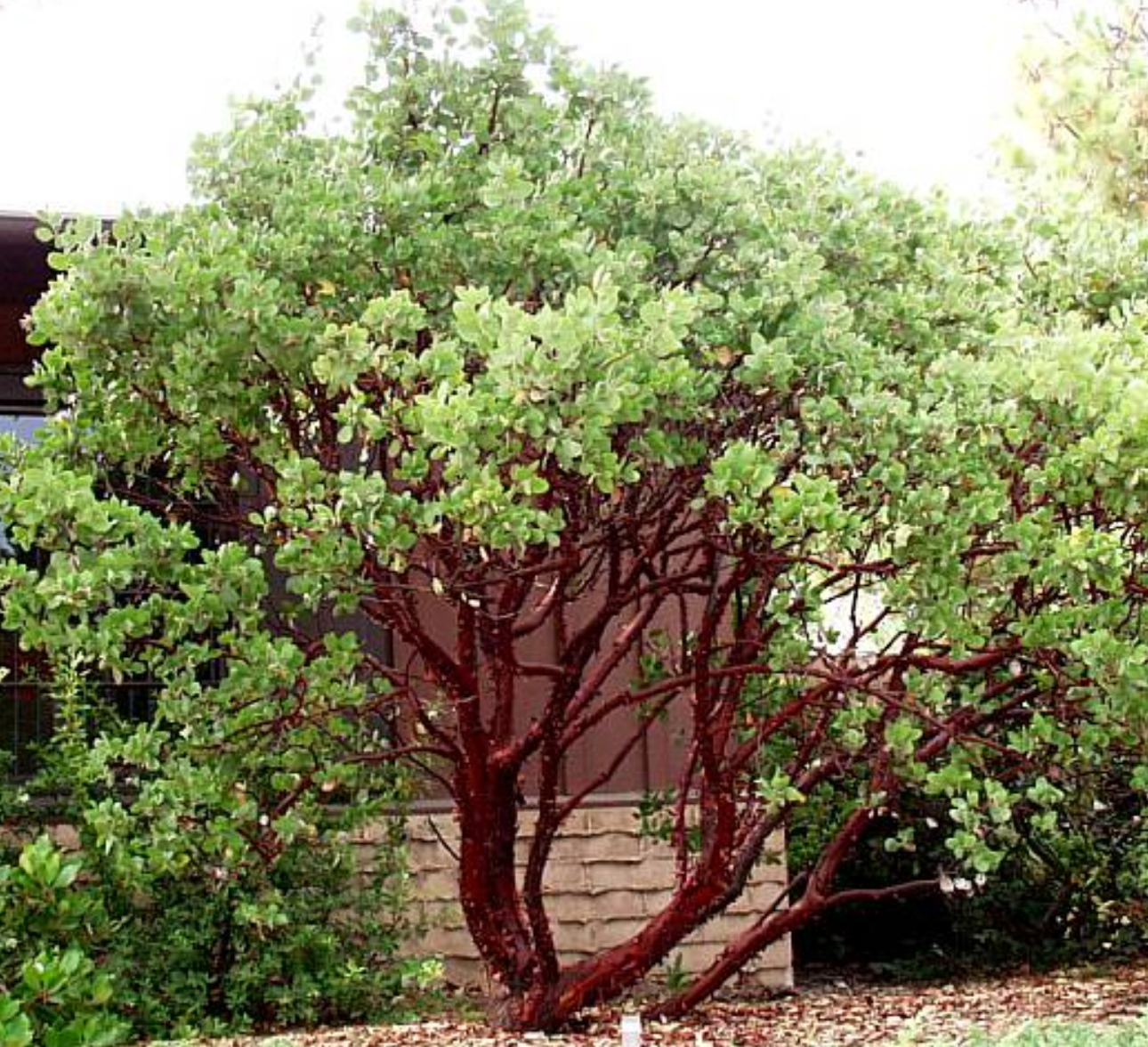 Arctostaphylos manzanita 'Dr. Hurd'