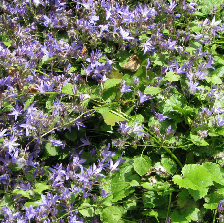 Campanula poscharskyana