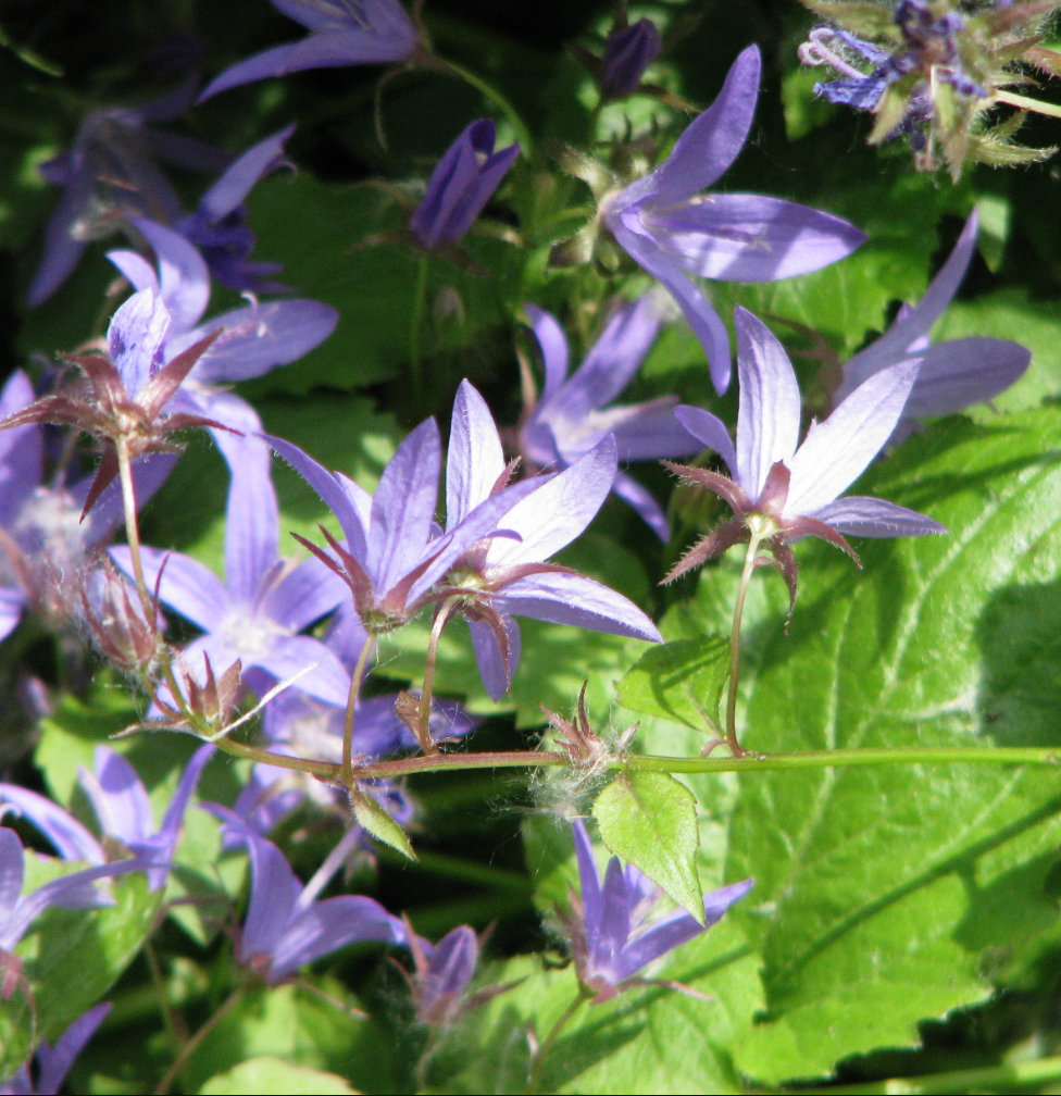 Campanula poscharskyana