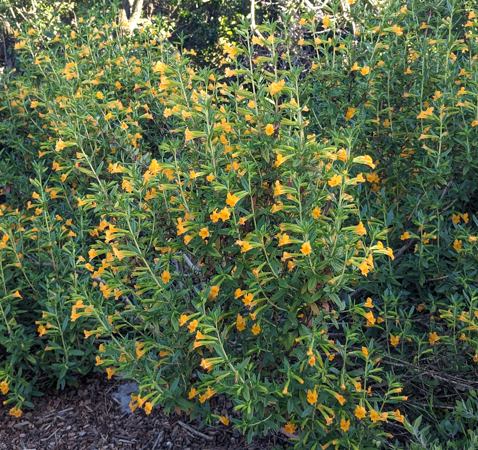 Diplacus (Mimulus) aurantiacus