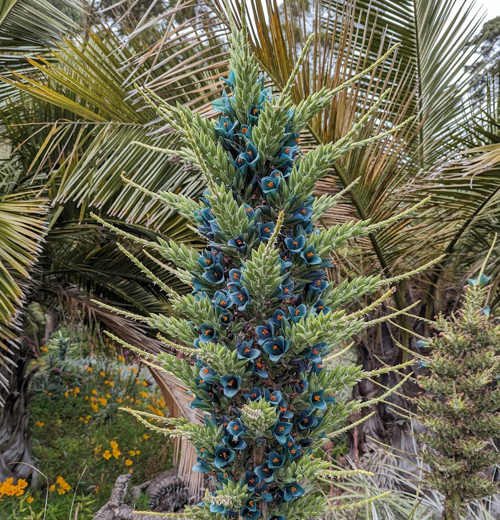 Puya coerulea var. coerulea