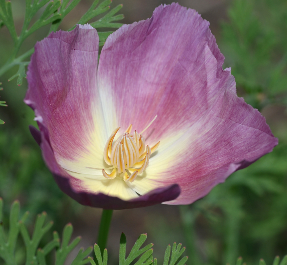 Eschscholzia californica 'Purple Gleam'