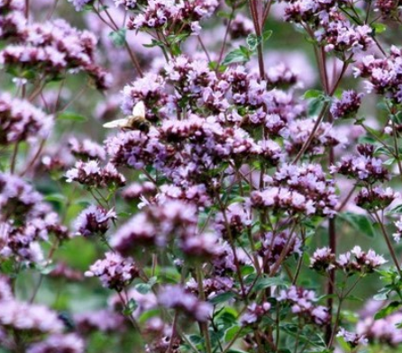 Oregano 'Italian'