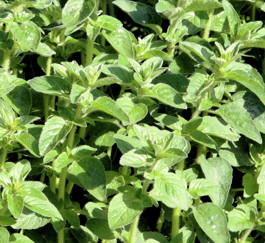 Oregano 'Italian'