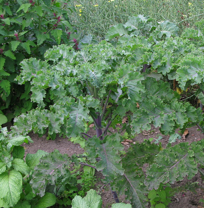 Brassica oleracea var. acephala (Tree Collard)