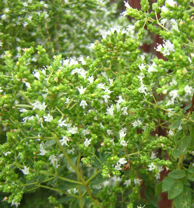 Origanum heracleoticum (Greek Oregano)