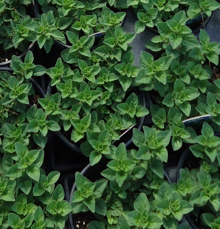 Origanum heracleoticum (Greek Oregano)