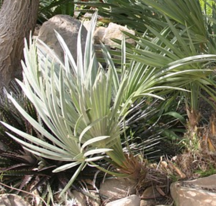 WPJ・Trithrinax campestris トリスリナックス カンペストリス 【公式