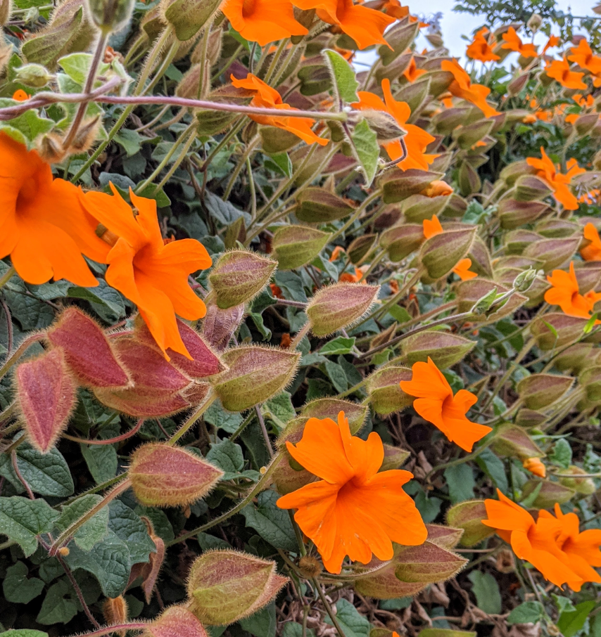 Thunbergia gregorii