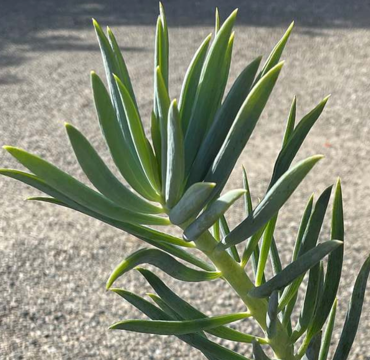 Senecio ficoides 'Tall Towers'