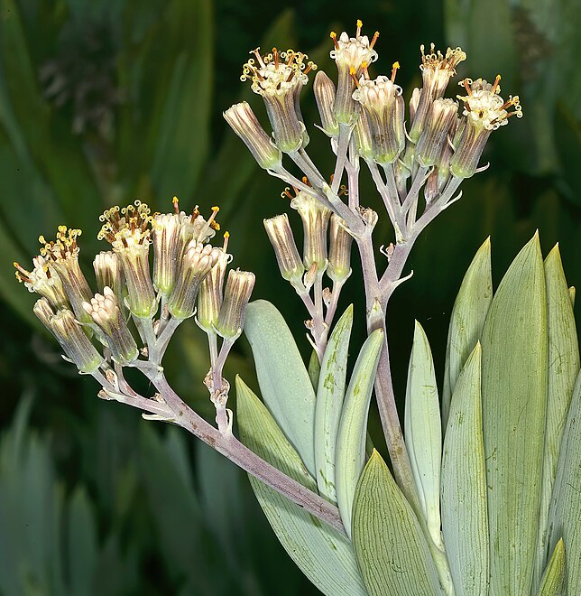 Senecio ficoides 'Tall Towers'