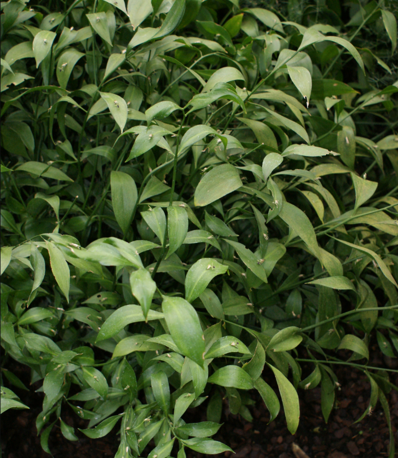 Ruscus hypoglossum