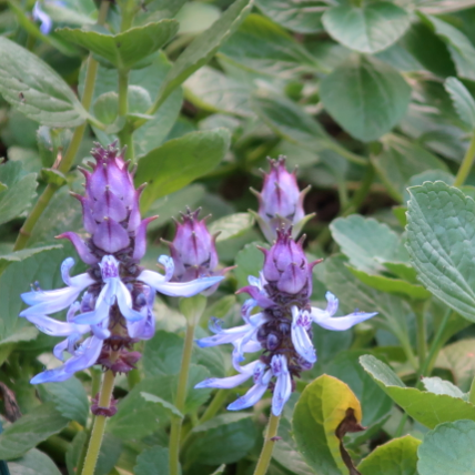 Plectranthus neochilus