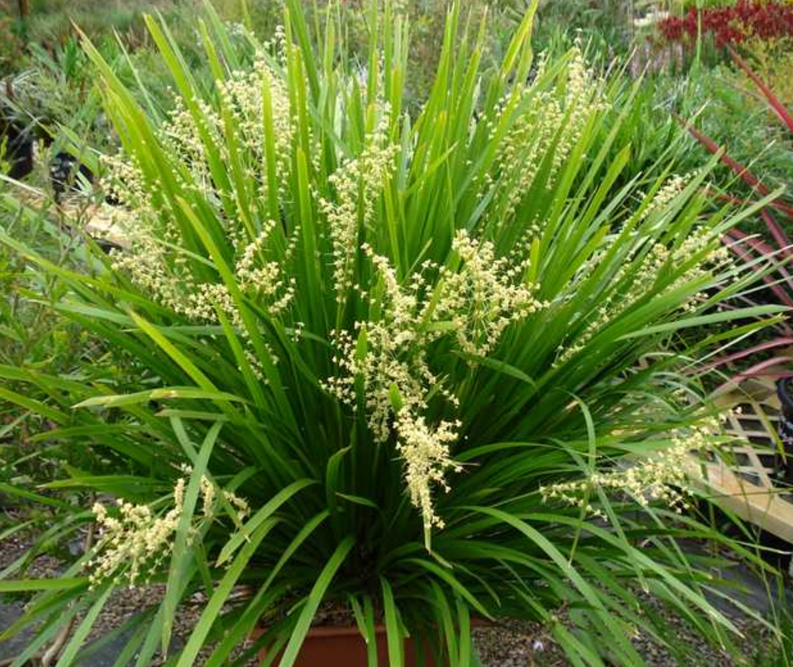 Lomandra hystrix 'Tropicbelle'