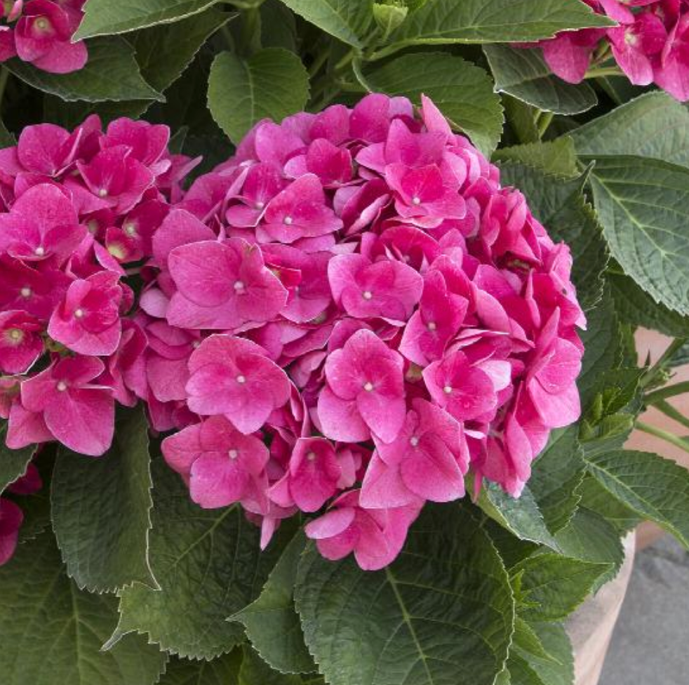 Hydrangea macrophylla 'Red N' Pretty'®