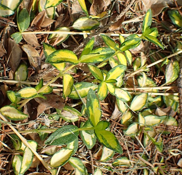 Vinca Minor 'Illumination'