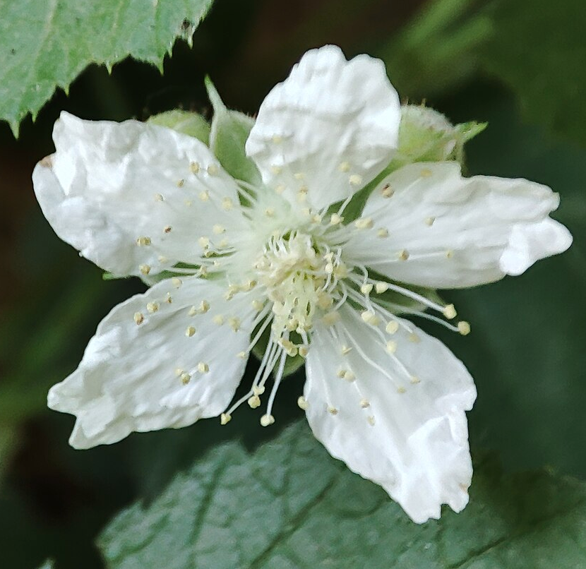 Rubus ursinus