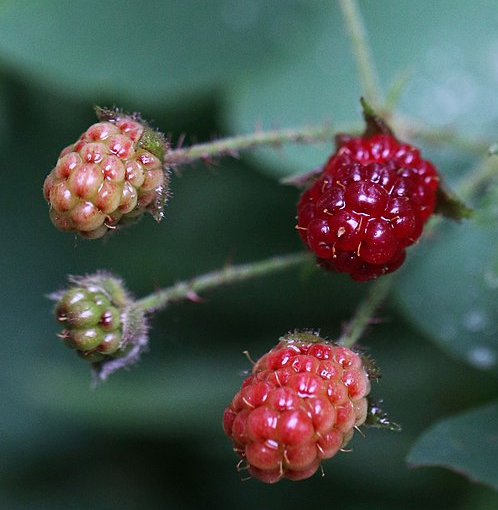 Rubus ursinus