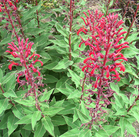 Lobelia tupa