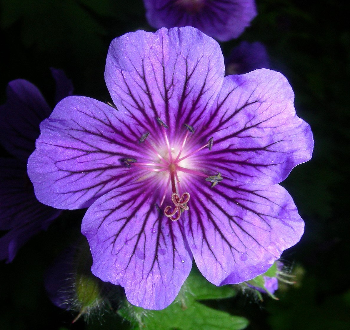 Geranium x 'Johnson's Blue'