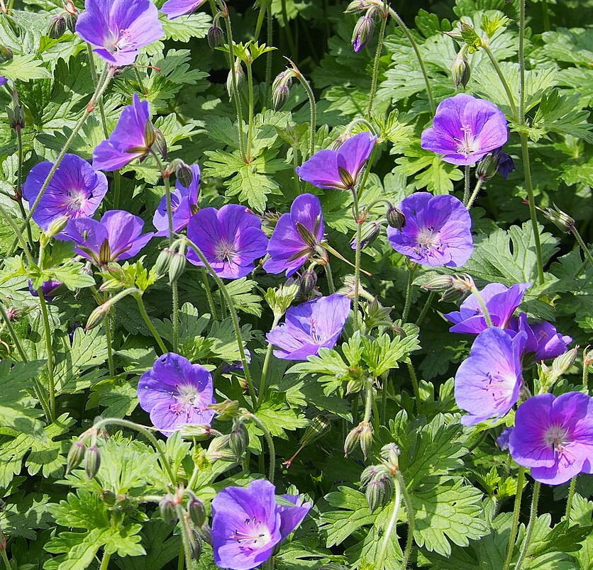 Geranium x 'Johnson's Blue'