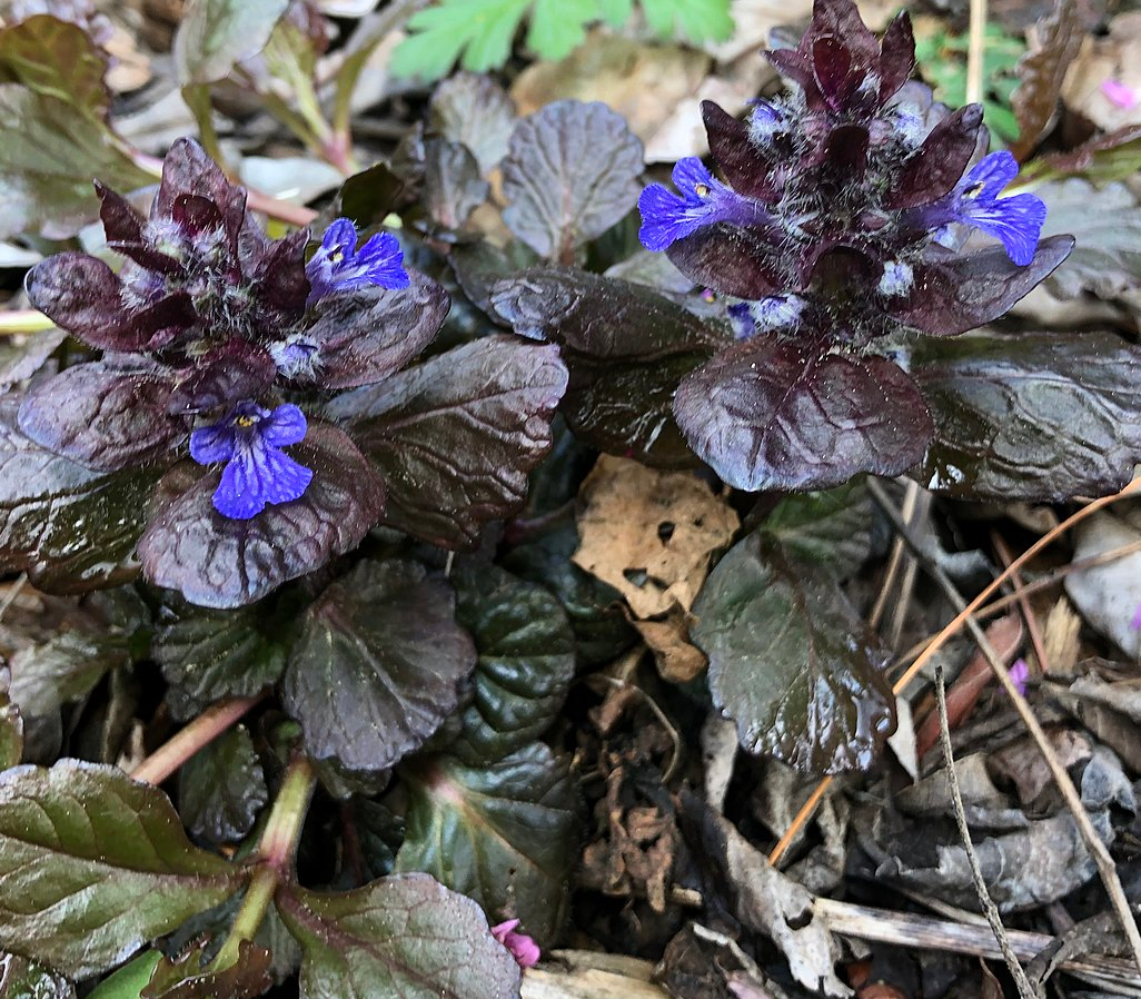 Ajuga reptans 'Black Scallop'