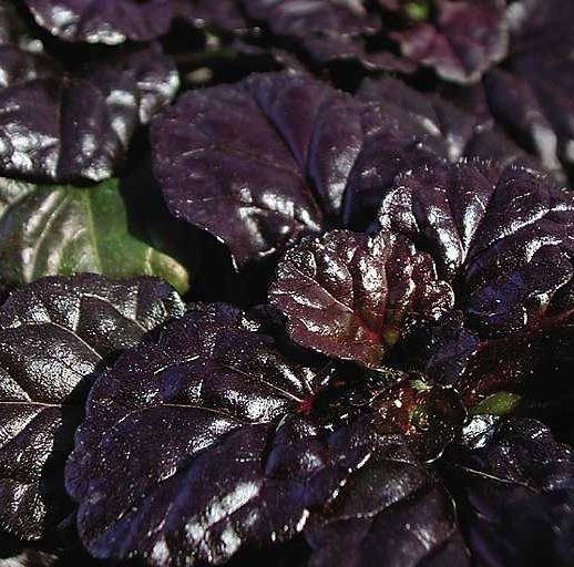 Ajuga reptans 'Black Scallop'