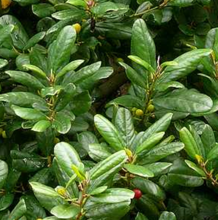 Frangula (Rhamnus) californica 'Leatherleaf'