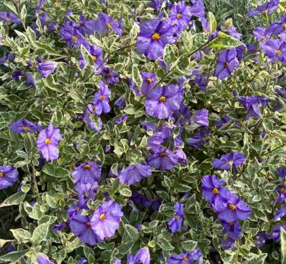 Lycianthes rantonnetii 'Lynn's Variegated'