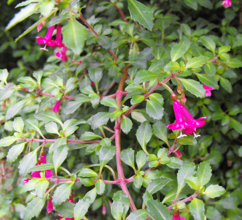 Fuchsia thymifolia