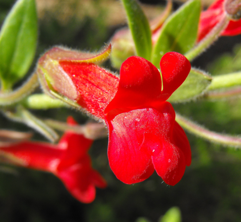 Gambelia (Galvezia) speciosa 'Firecracker'