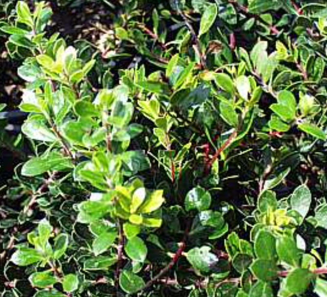 Arctostaphylos 'Emerald Carpet'