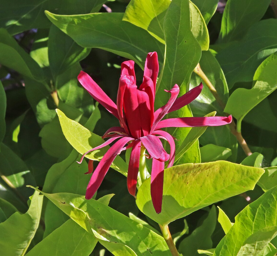 Calycanthus occidentalis