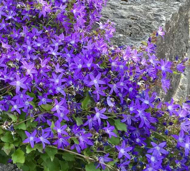 Campanula poscharskyana- dark form