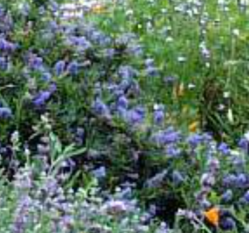 Ceanothus 'Wheeler Canyon'