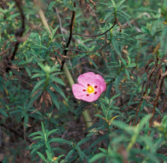 Cistus x purpureus