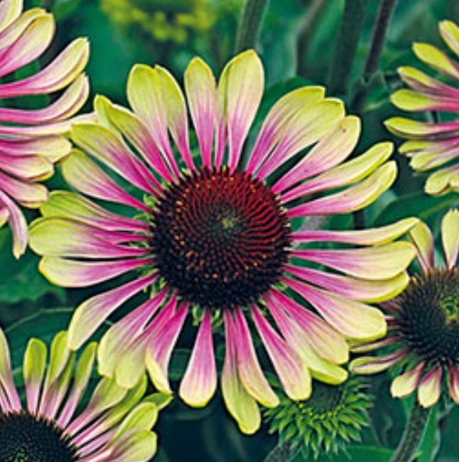 Echinacea purpurea 'Green Twister'