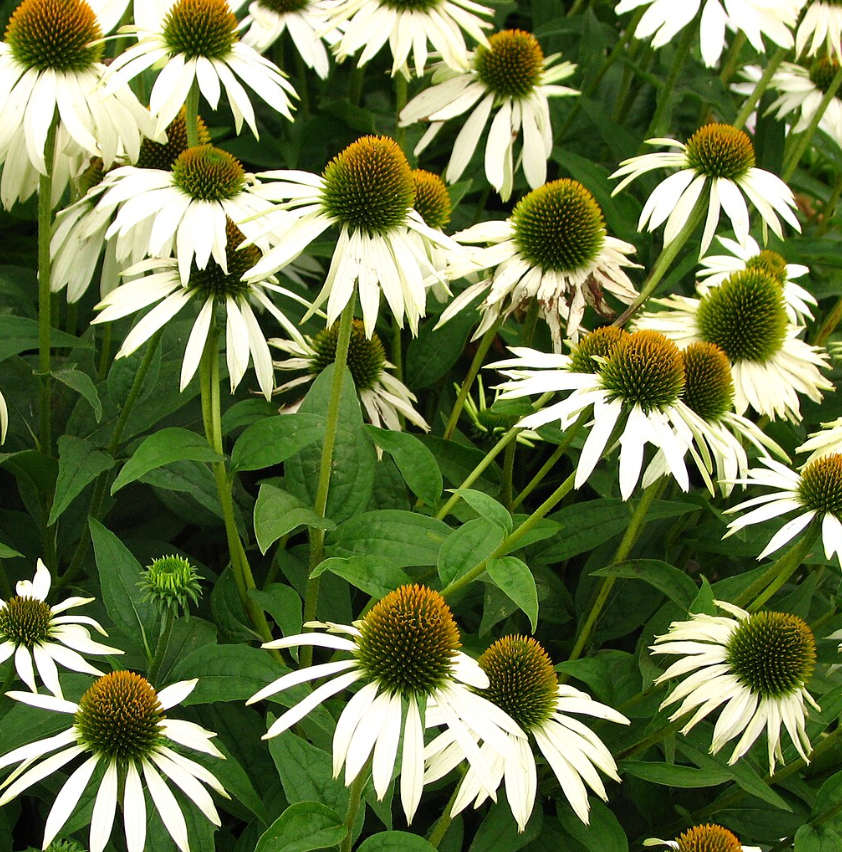 Echinacea purpurea 'White Swan'